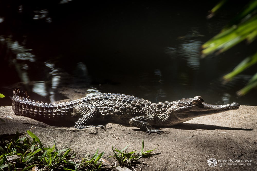 St. Augustine Alligator Farm: Crocodile World