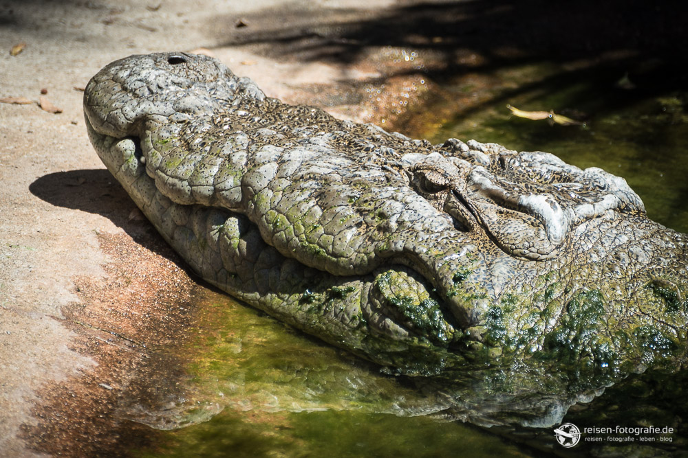 St. Augustine Alligator Farm: Schlafend