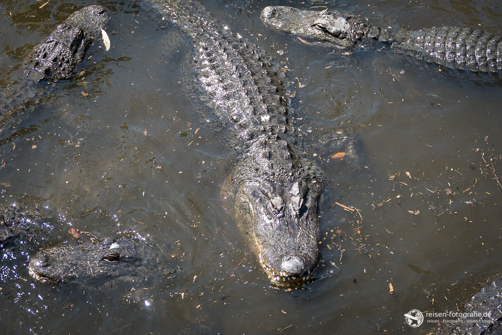 St. Augustine Alligator Farm: Alligator Swamp