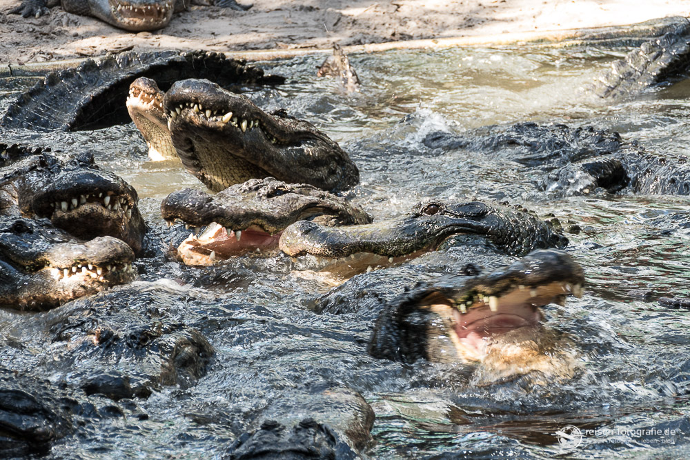 St. Augustine Alligator Farm: Alligator Fütterung Tumult