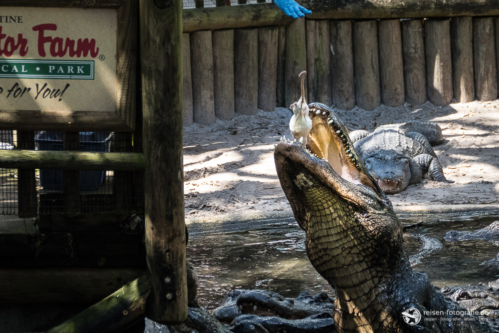 St. Augustine Alligator Farm: Alligator Fütterung Mahlzeit