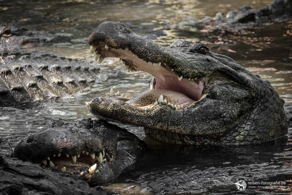 St. Augustine Alligator Farm – Zoobericht