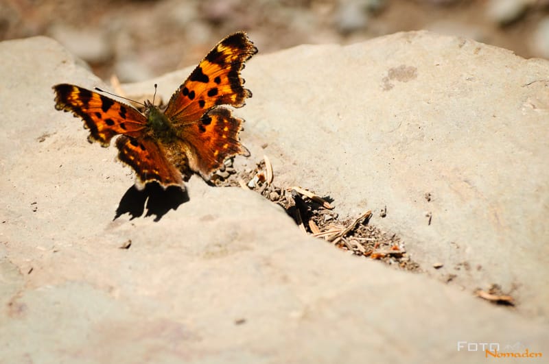 Fotonomaden Wildtierfotografie Kanada Schmetterling