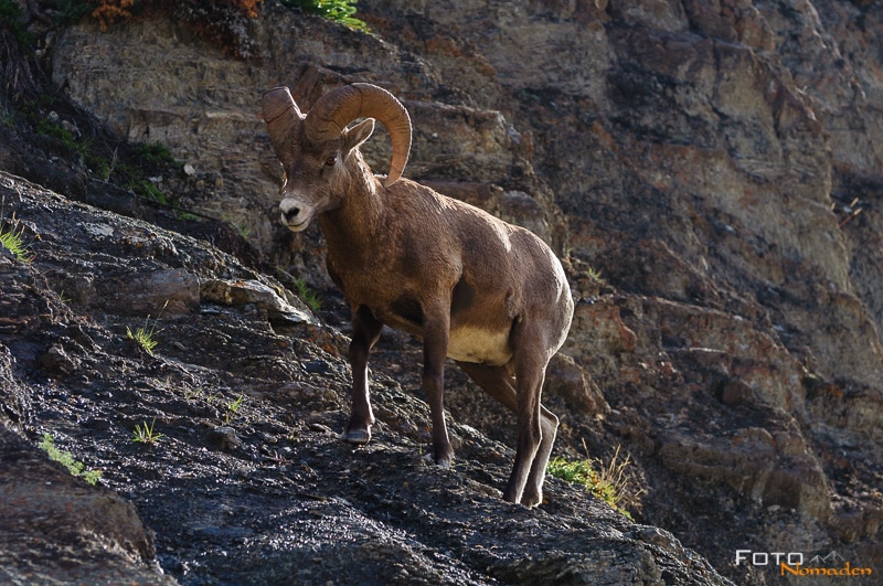 Fotonomaden Wildtierfotografie Kanada Dickhornschaf