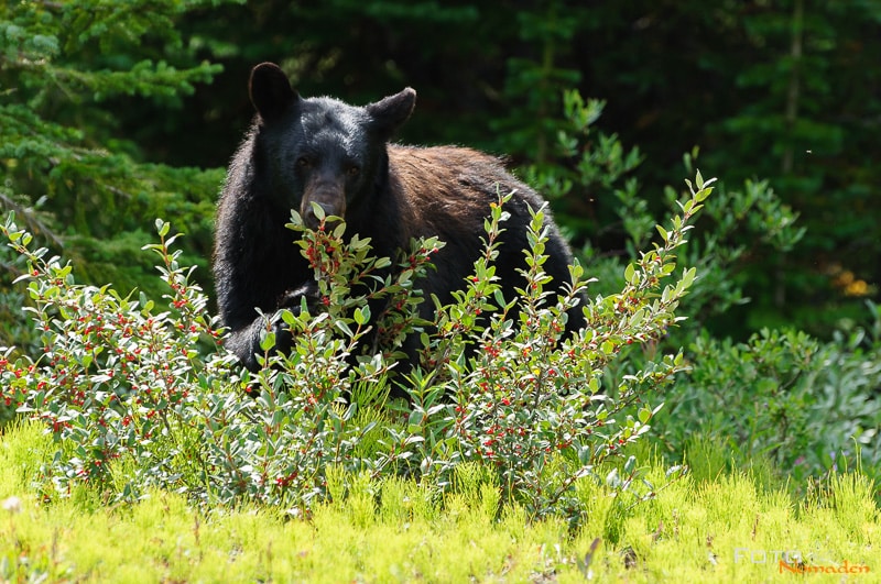 Fotonomaden Wildtierfotografie Kanada Schwarzbär