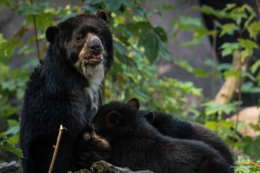 Fotobericht: Brillenbären-Nachwuchs im Duisburger Zoo