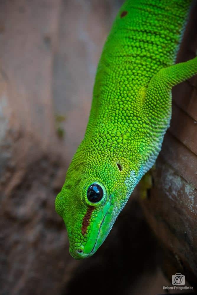 Madagaskar Gecko