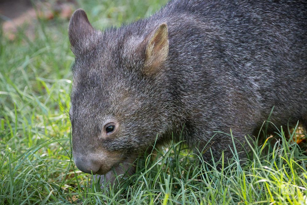 Fotobericht: Zoo Duisburg mit Brillenbären- und Wombat-Nachwuchs