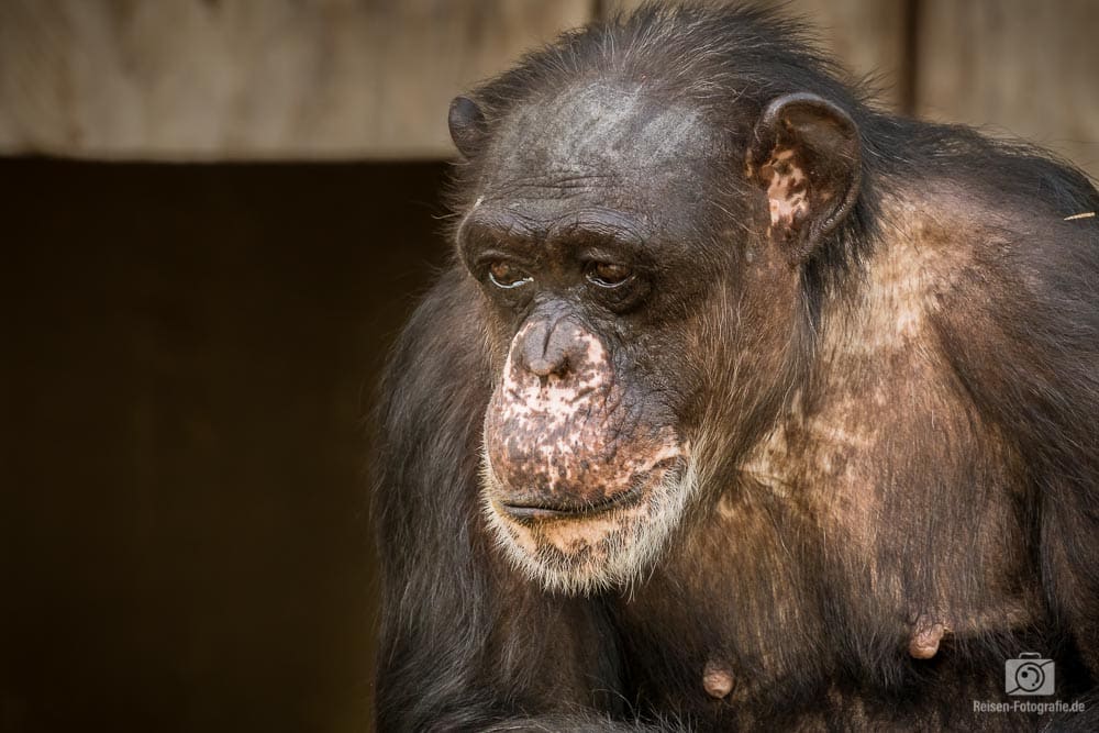 Affenhaus im Zoo Krefeld abgebrannt – Himmelslaternen als Ursache