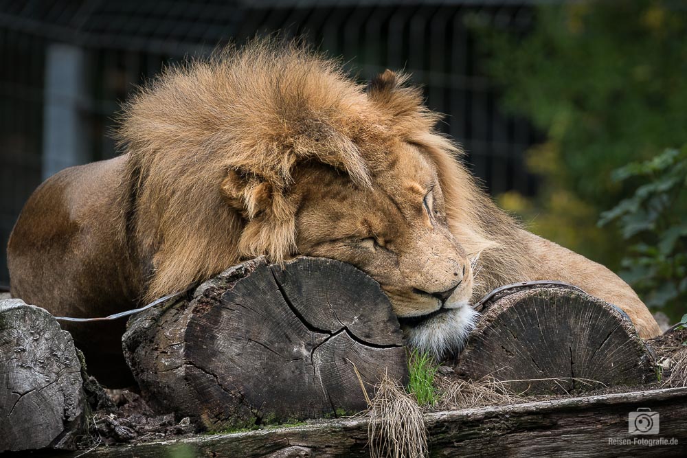 Löwe - schlafend