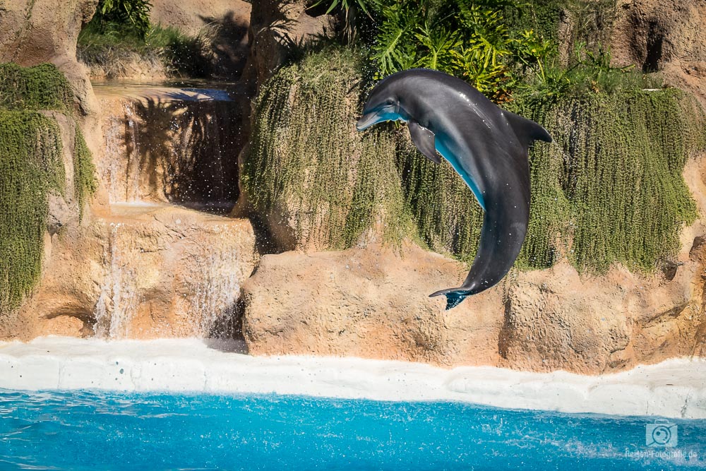 Loro Parque - Delfin Show