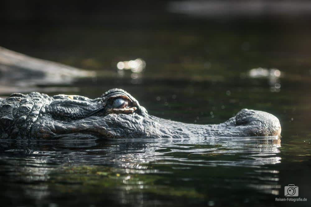 Loro Parque - Krokodil