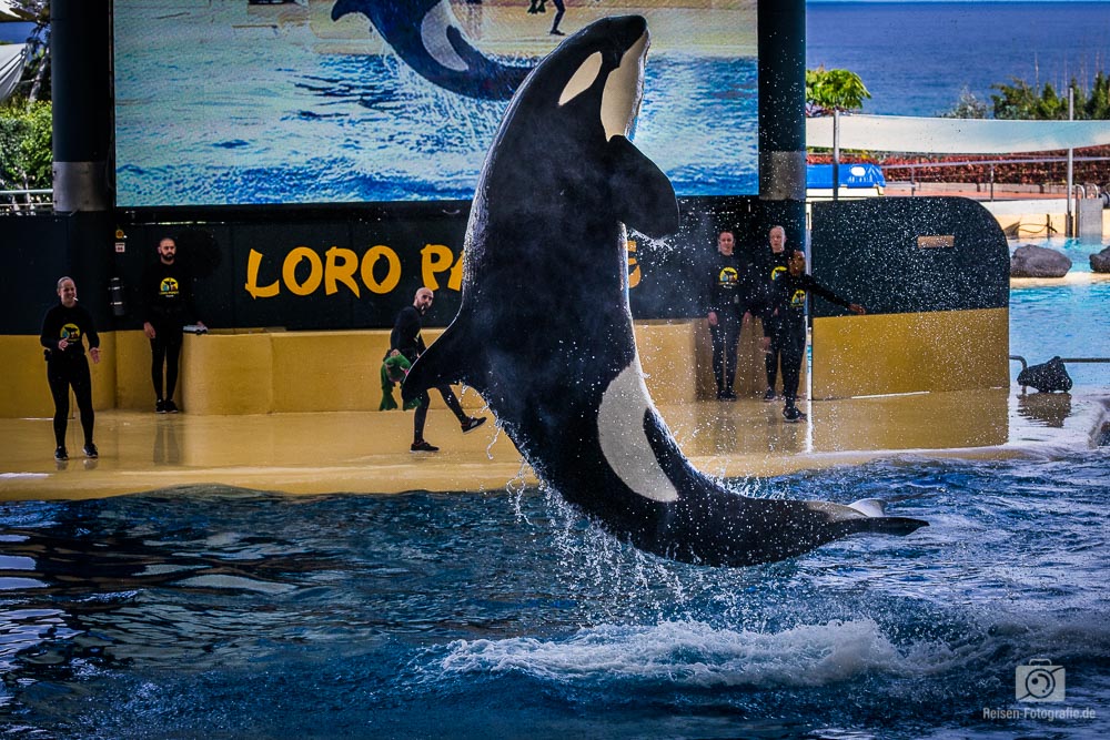 Loro Parque - Orca Show