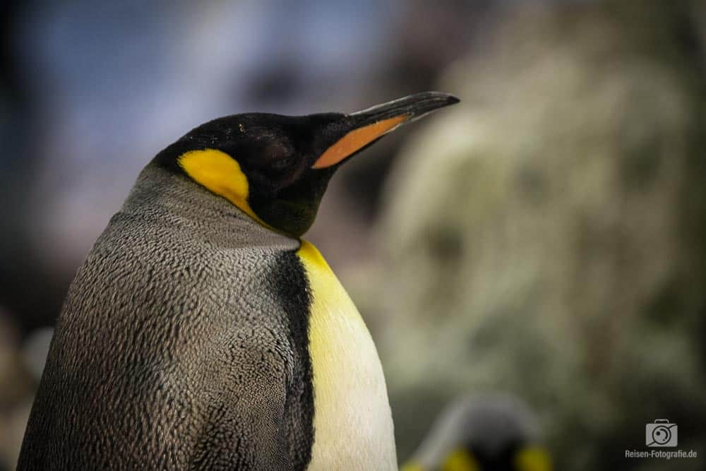 Loro Parque - Pinguine