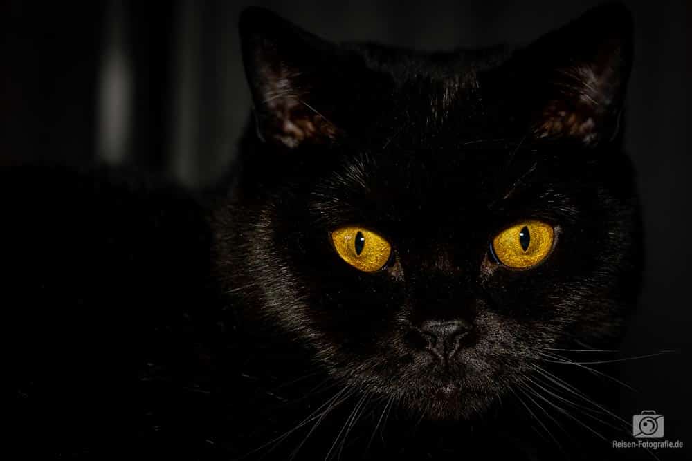 Schwarze Katzen fotografieren – Tipps und Tricks