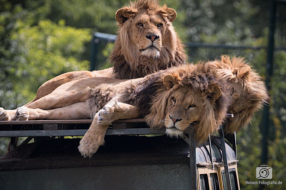 Bilderbericht – Zoo Parc Overloon im Mai 2019