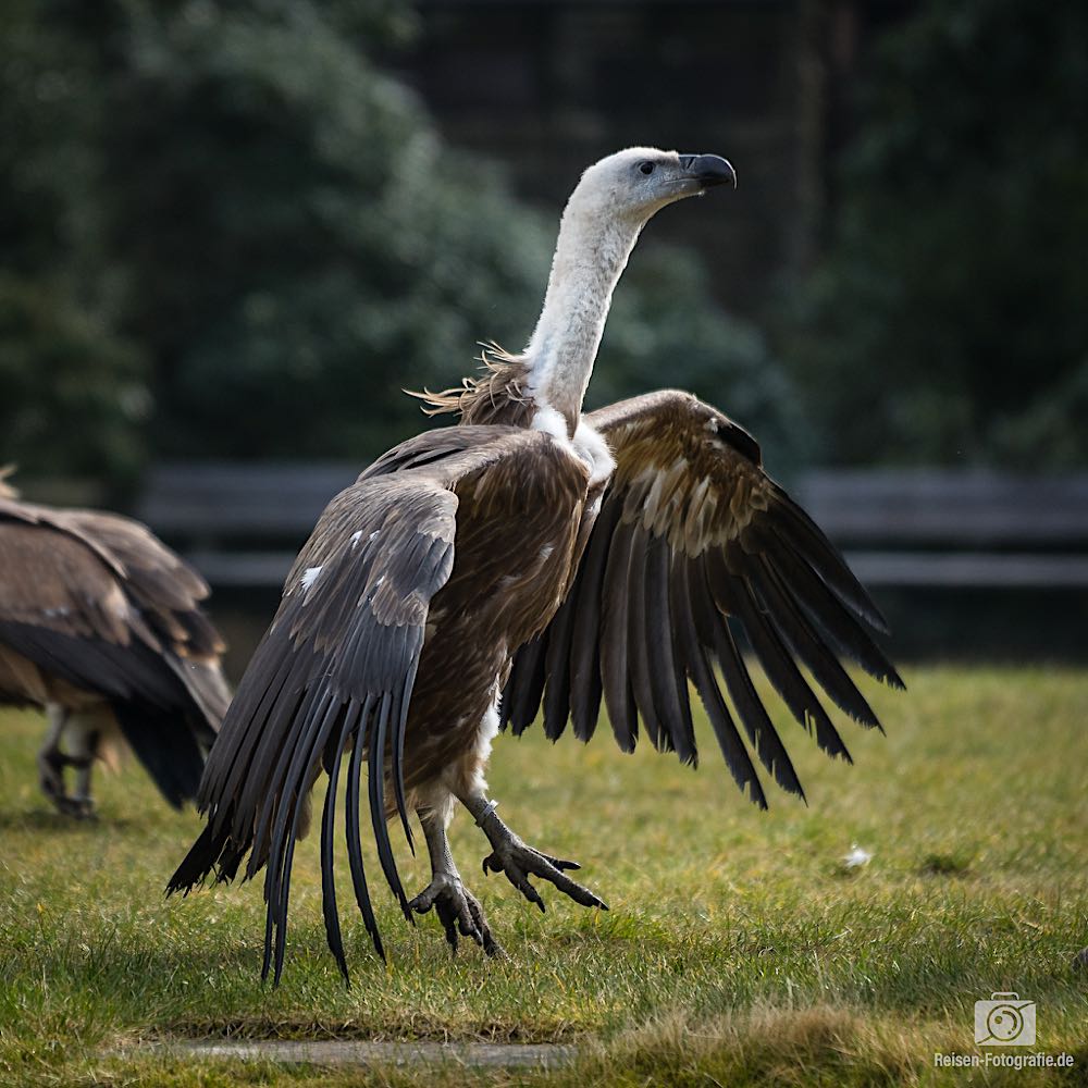 Weltvogelpark Walsrode,