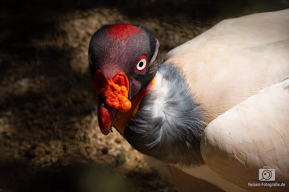 Zoo Pairi Daiza -2019,