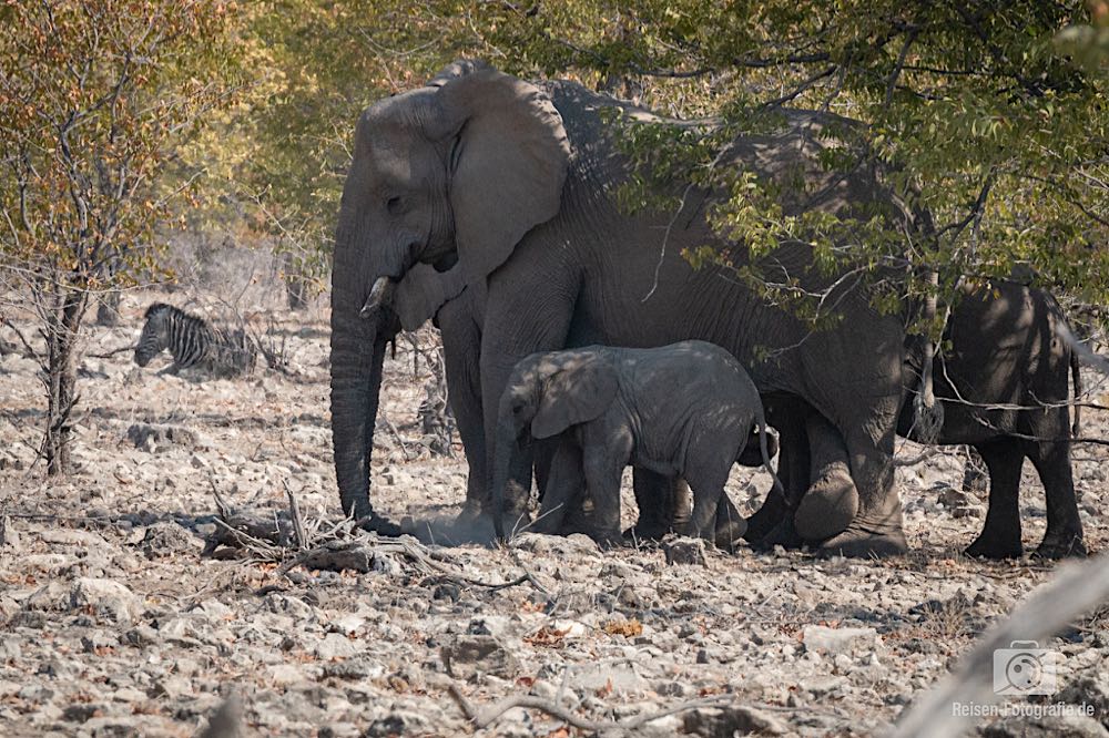 Elefantenfamilie im Busch