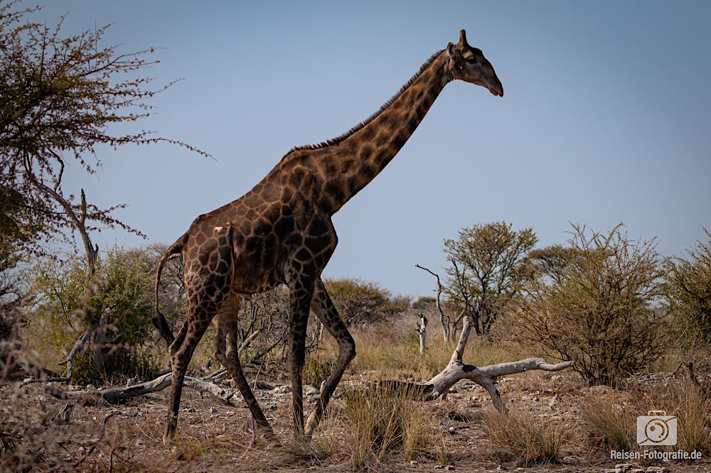 Giraffe - dunkles Muster