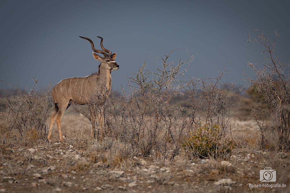 Kudu wieder entspannter