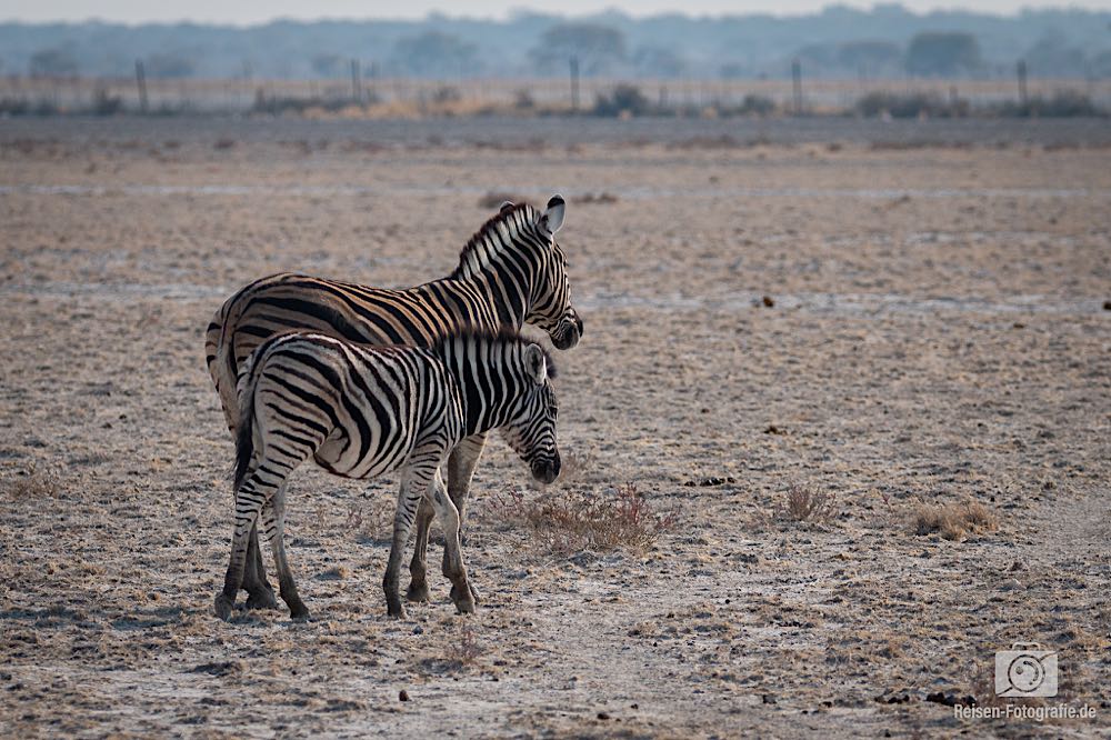 Zebra mit Nachwuchs