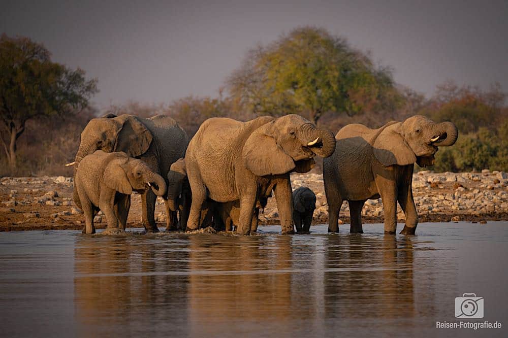 Etosha Tierfotos: Wasserloch Klein Namutoni – Elefanten im feinsten Nachmittagslicht
