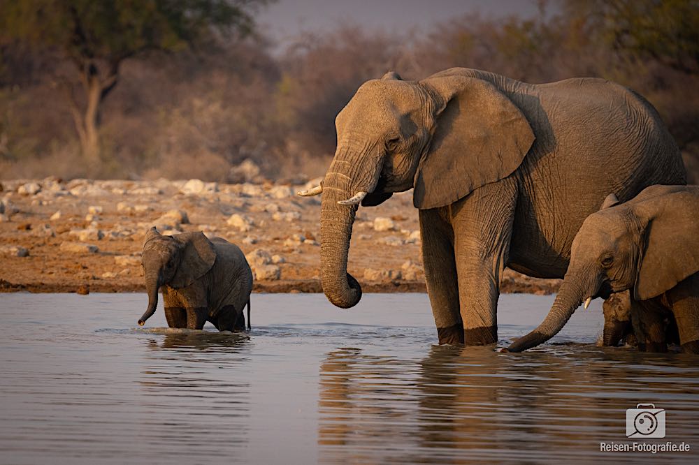 Elefantennachwuchs