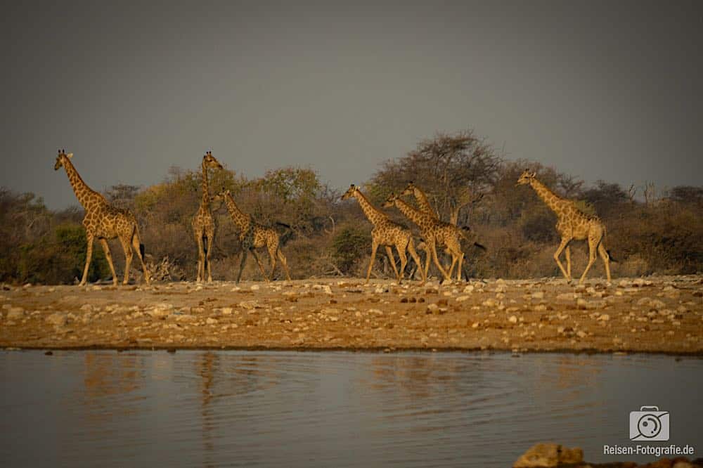 Viele, unruhige Giraffen