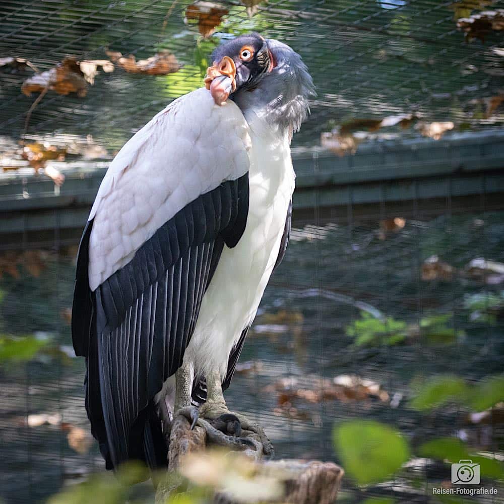Zoo Dortmund mit der neuen Canon