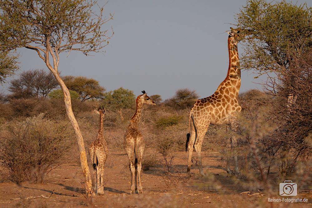 Giraffen Familie