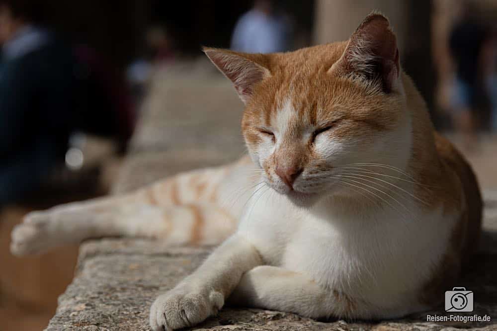 Katzen auf Kreta