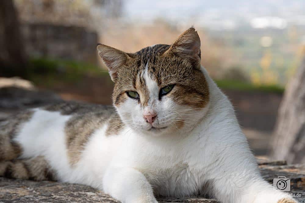 Katzen auf Kreta