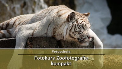 Fotokurs Zoofotografie