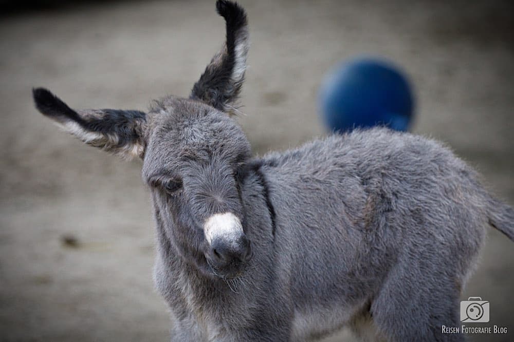 Zoo Krefeld – Bilderbericht mit Esel Nachwuchs