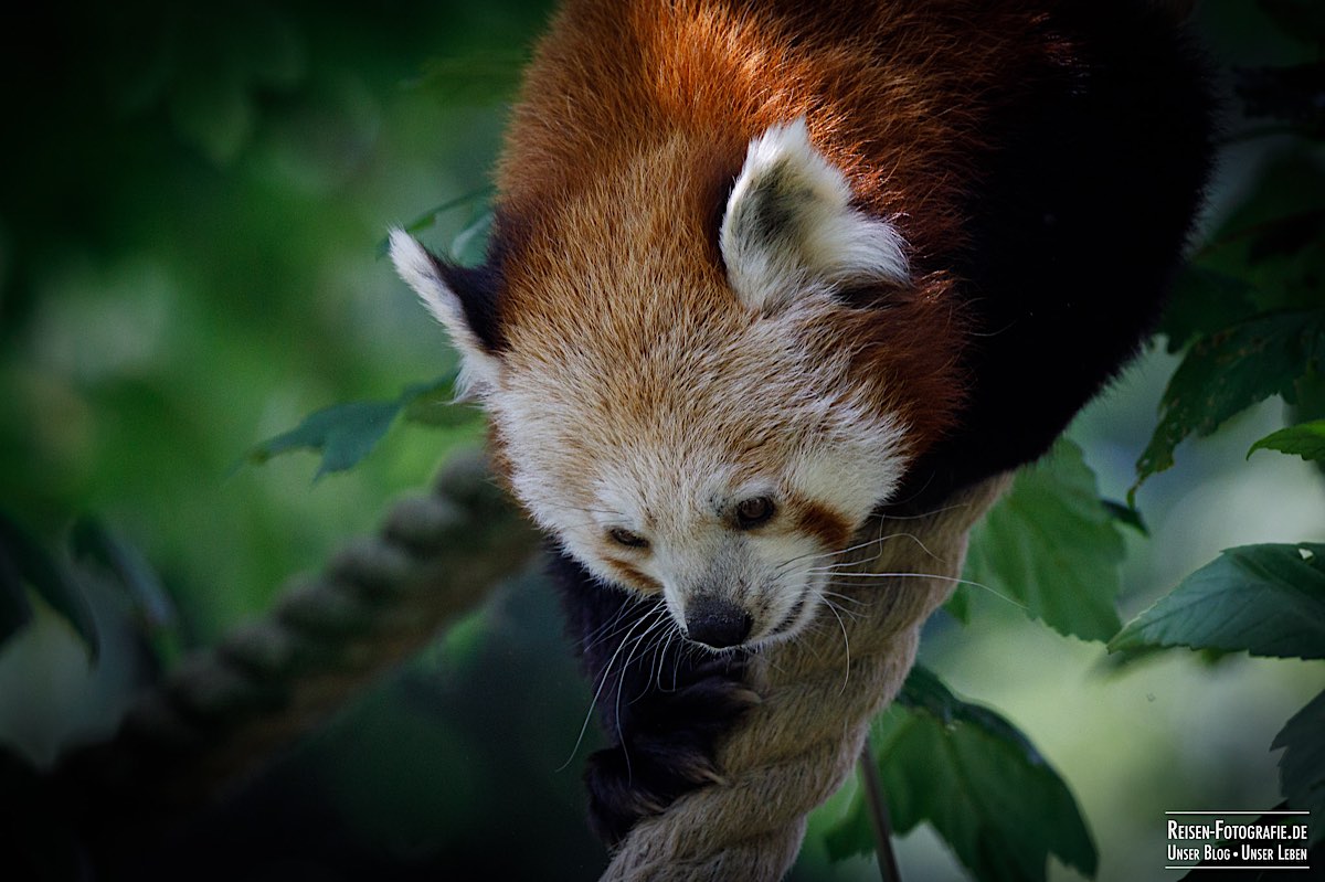 Roter Panda im Tierpark Kleve