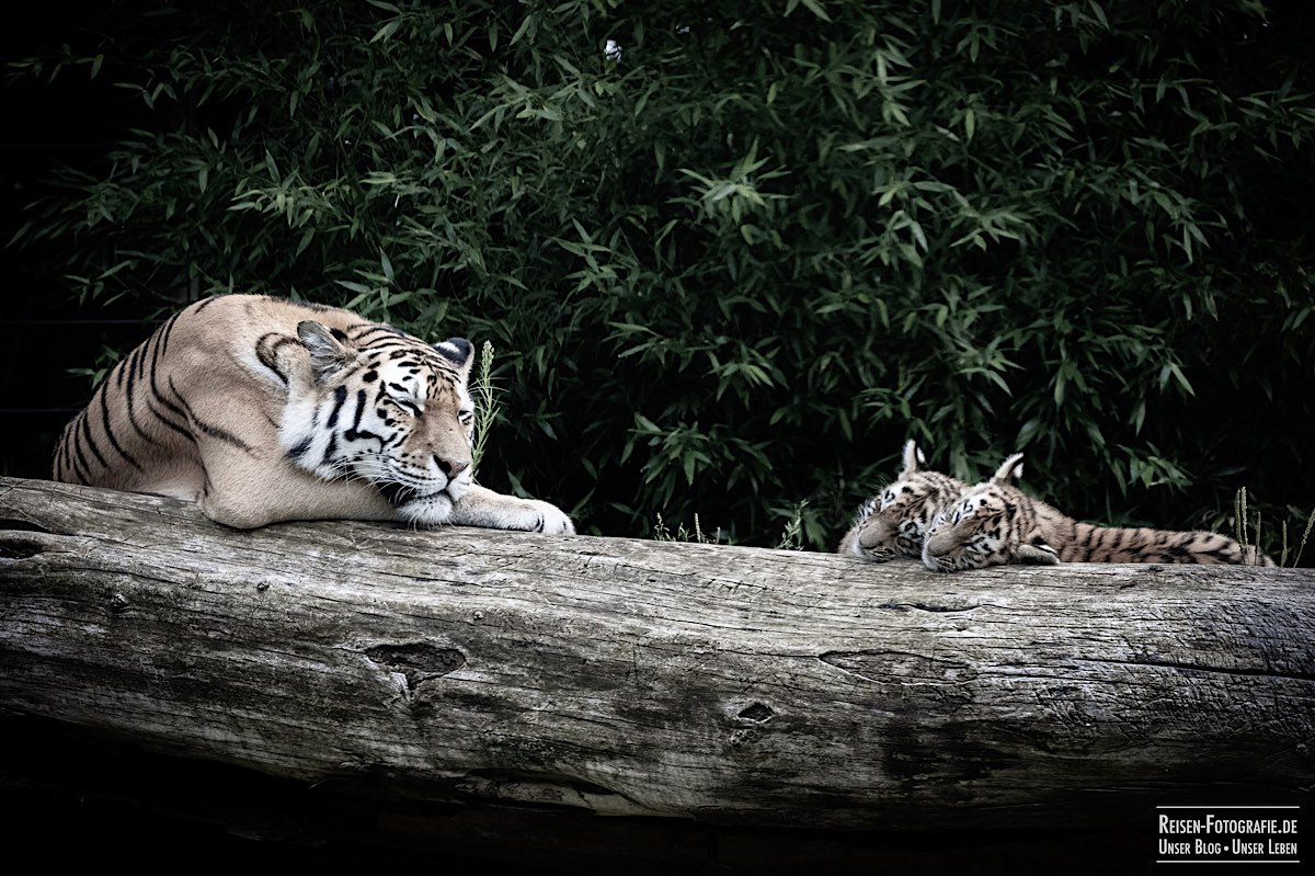 Tiger-Nachwuchs im Duisburger Zoo
