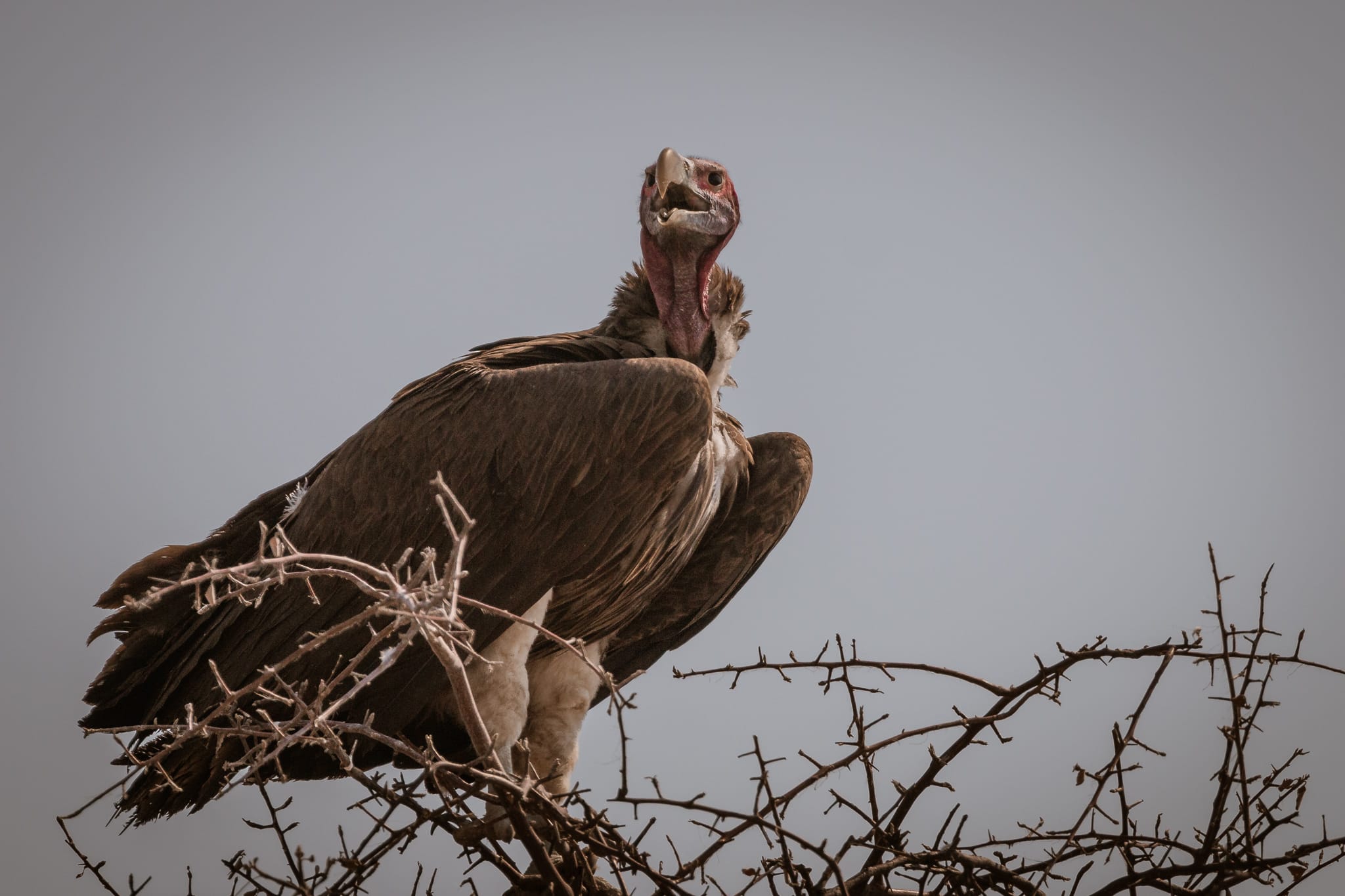 Vögel in Namibia