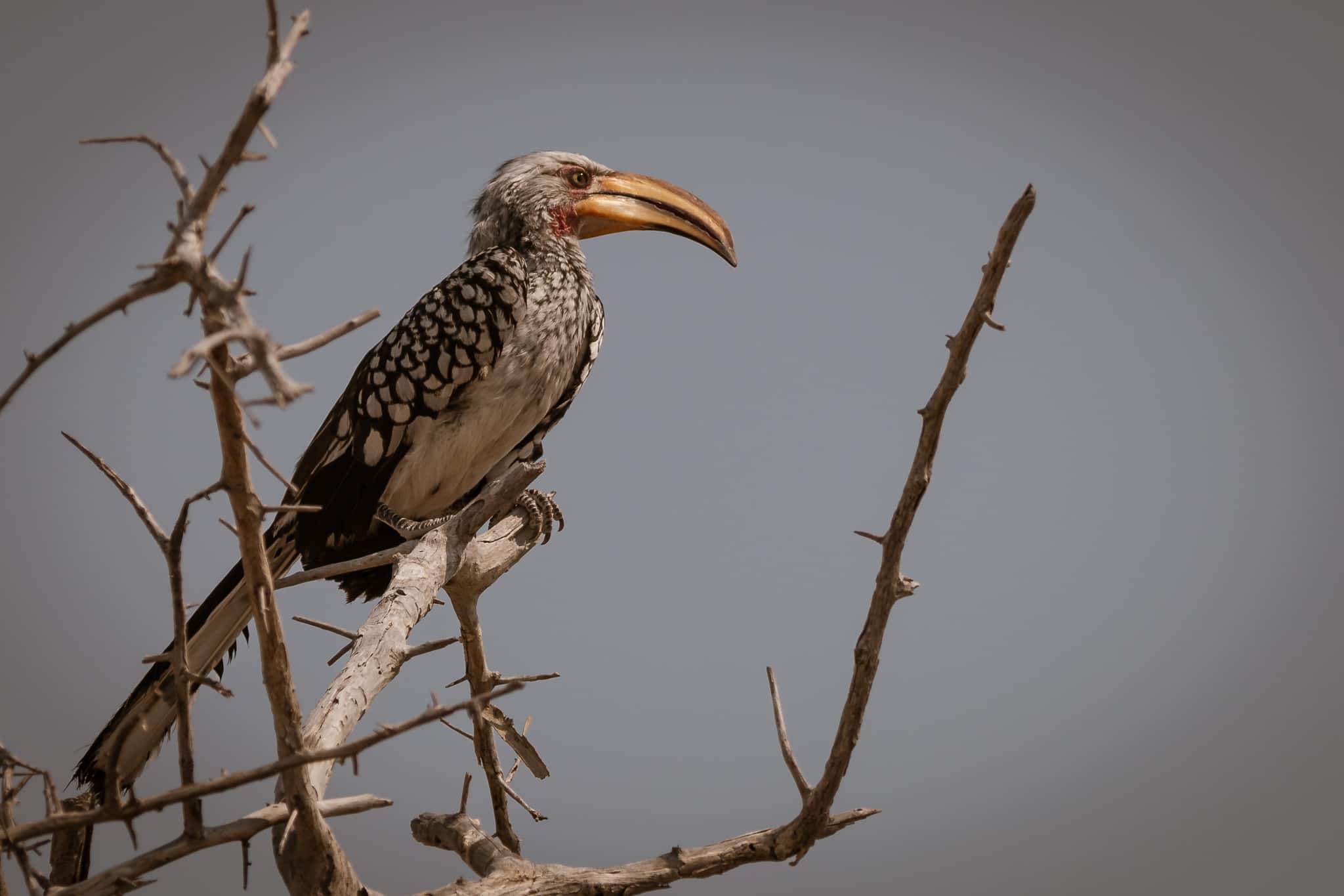 Vögel in Namibia