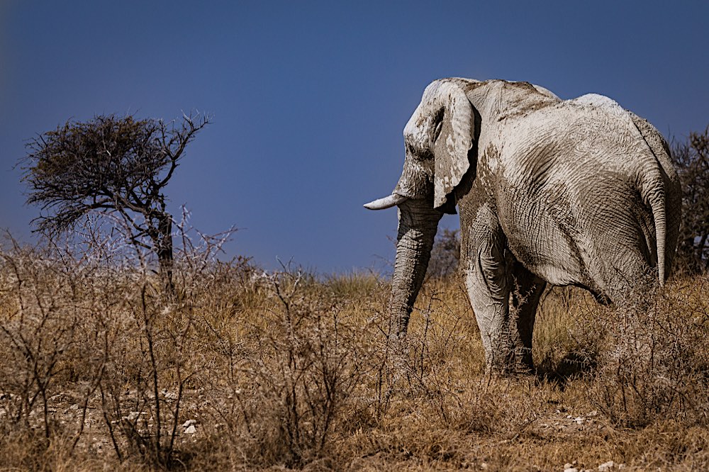 #Fotomontag – #4 – Elefanten-Matriarchin