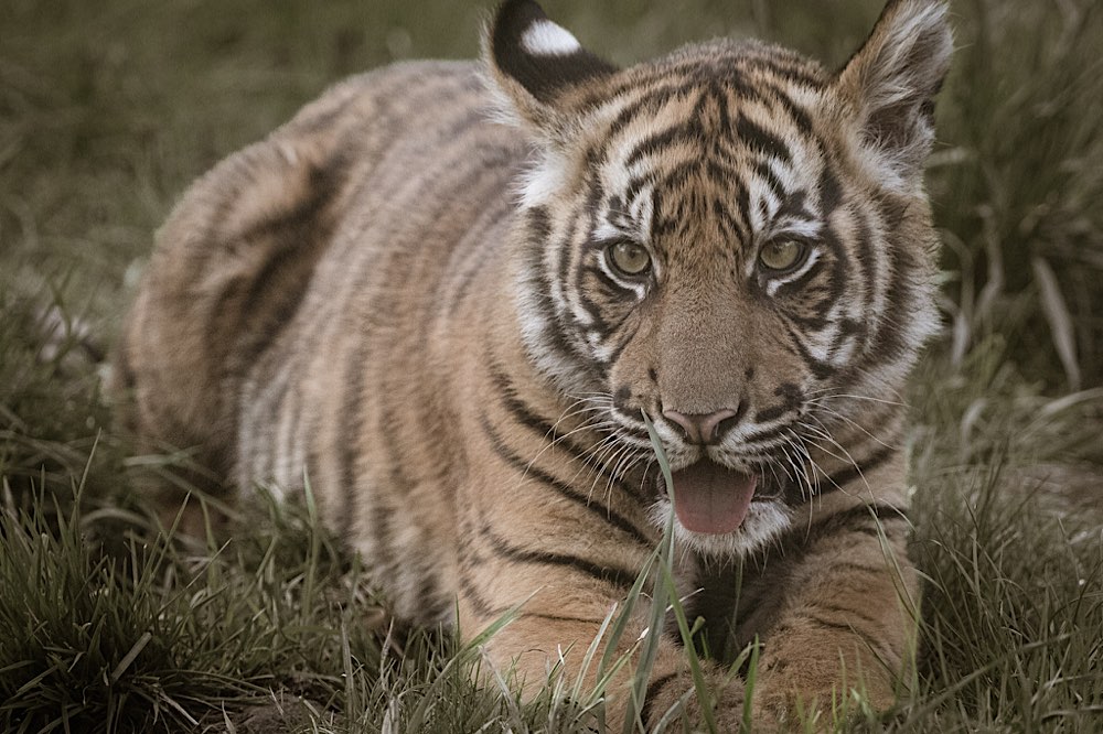 Sumatra-Tiger – Nachwuchs im Zoo Krefeld