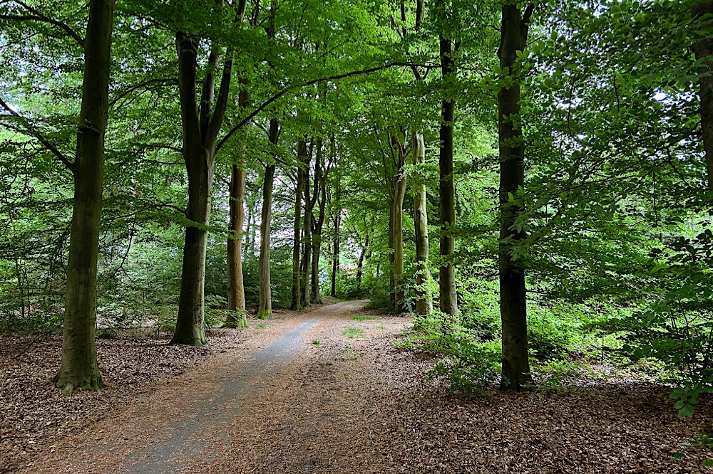 Wälder in Friesland