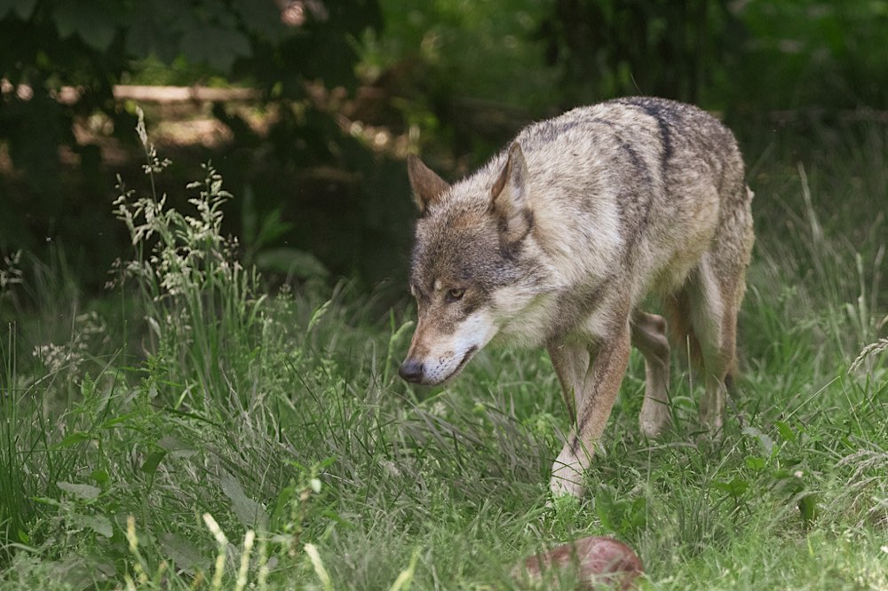 Wildpark Anholter Schweiz - Wolf