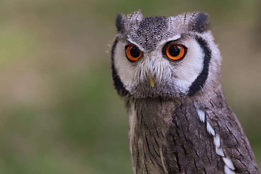 Wildpark Anholter Schweiz - Southern White Faced Owl